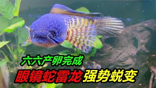 美西螈產卵結束，白化福鱷越發兇猛，眼鏡蛇雷龍魚更加兇悍