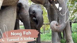 Samui Elephant Kingdom | Nong Fah Birthday Celebration!