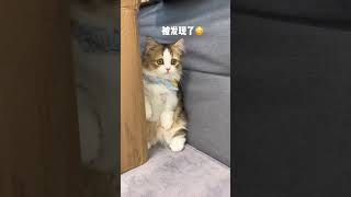 它怎么囧里囧气的？#萌宠出道计划#矮脚猫