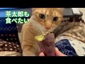 cat dubbing brown tabby cat targets someone eating a potato