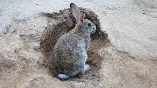 오늘은 아기토끼들 있는  굴입구를 흙으로 안막고 침입자 못 들어가게 지키고 있습니다.