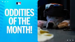 May 2025's funniest bloopers and oddities across MLB! 🤣