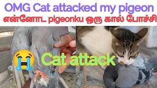 Omg  Cat attack my pigeon || என்னோட puraku ஒரு கால் இல்ல || #Petsworld #pigeon #best #tamil #love