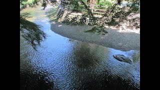 ２０１８素晴らしい緑と清流の猪野川で水遊びと風景！のスライドショー