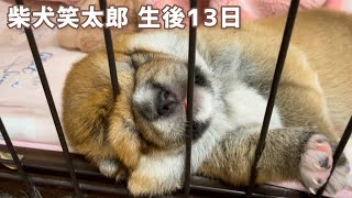 柴犬子犬生後13日。鳴き声・寝相たっぷり見せますw