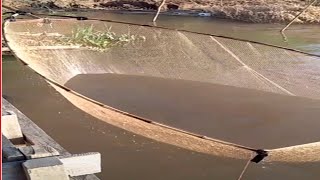 Wow! Amazing Fishing by Hand- Khmer Traditional fishing-How to catches fish