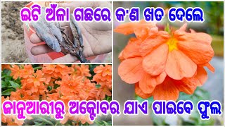 ଇଟିଅଁଳା ଗଛରେ ଥରେ ଏହି ଖତ ଦିଅନ୍ତୁ ll ଜାନୁଆରୀରୁ ଅକ୍ଟୋବର ଯାଏ ପାଇବେ ଫୁଲ ହିଁ ଫୁଲ ll ABOLI/CROSSANDRA CARE