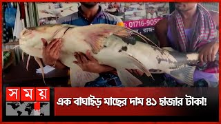 সাড়ে ২৭ কেজি ওজনের মাছ | Giant Fish | Rajbari | Somoy TV