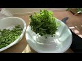 【多肉植物】モリモリのアロマティカスを剪定しました！