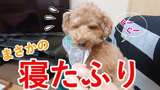 都合が悪くなるとすぐに寝たふりをする犬が可愛くておもしろいw【トイプードル】