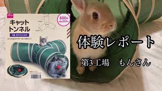 DAISOキャットトンネル【うさぎとの暮らし・ネザーランド】#うさぎの玩具#animal #rabbit #bunny