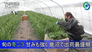 旬の冬ニラ 甘みも強く 鹿沼で出荷最盛期