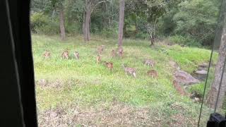 മാൻ കൂട്ടങ്ങൾ.. parambikulam  animal national park