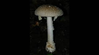 Amanita multisquamosa