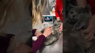 Cutest pregnant cat getting a ultrasound 🥰