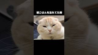 うっかり朝ごはんを忘れムッとしてる猫がこちら...笑#shorts