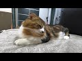 寝落ちする天使の寝顔の猫ちゃん♪【激かわマンチカン りり】