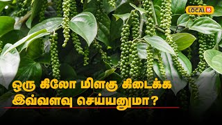 ஒரு கிலோ மிளகு கிடைக்க இவ்வளவு செய்யனுமா? மிளகு சாகுபடியை விளக்கும் நீலகிரி விவசாயி | #Local18