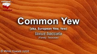 Common Yew (taxus baccata)