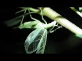 oecanthinae chirping tree cricket