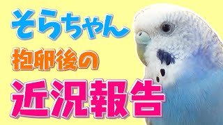 【おしゃべり少しあります】セキセイインコ・そらちゃん、抱卵が終わってその後の近況報告。