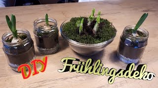 DIY Frühlingsdeko Deko zum Frühling Narzissen einpflanzen DIY Frühlingsschale DIY GurkenglasFrühling