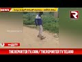 snake lover మద్యం మత్తులో పాముతో చలగాటం కాటేసిన పాము the reporter tv