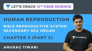 Human Reproduction | Male Reproductive System-Secondary Sex Organ |  Class 12th CBSE |