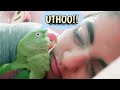 Cute parrot wakes me up💕|Talking parrot🐦 #birdphotography #talkingparrots #birds