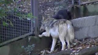 シンリンオオカミ(東山動植物園)