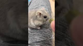 フリーズが解ける瞬間#ハムスター #hamster #ハムスターのいる生活 #かわいい #ペット #フリーズ