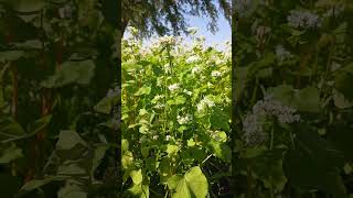 Boost Your Soil with Buckwheat, Oats, and Clover! #covercrops #gardening #minnesota #nitrogenfixer