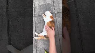 Funny Moments #funnycat #catlover #funny #cat #cats #pets #funnypets