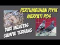 Pertumbuhan Piyik Merpati Pos Usia 0 - 30 Hari