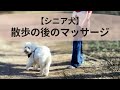 【シニア犬】散歩の後にしてあげたいマッサージ