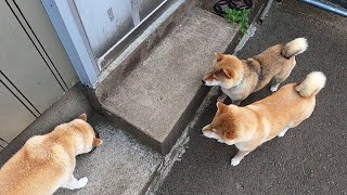 2022年6月11日(土)モモのご飯は狙われている