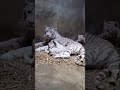 【宇都宮動物園】公式チャンネル　癒されること、間違いなし！ある日のホワイトタイガー親子のひととき