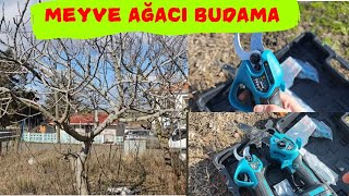 AĞAÇ BUDAMA NASIL YAPILIR? #ağaçlar #budama