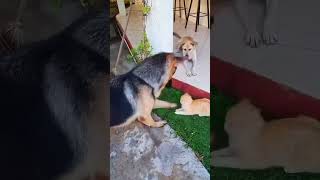 Cat vs Dog. #foryou #funny #funnyanimals