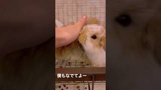 【甘えたうさぎベビー】撫でてほしくてペロペロ舐めてきます🥰【和泉本店】#short