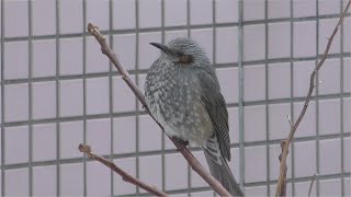 【野鳥】2025年2月10日 ヒヨドリ（新潟市北区）