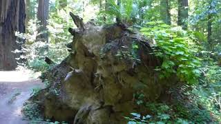 Pepperwood path through old growth redwoods Part One