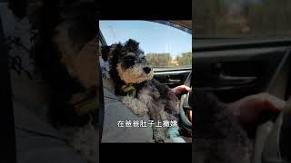 Schnauzer雪納瑞【旺仔成長日記】爸爸開車旺仔撒嬌-1歲