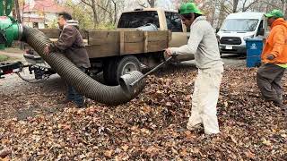 Leaf removal 2024