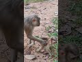 Very funny-monkey🌹🐒FD4 #monkeys #viral #animals #shortsvideo #monkey #dog #shorts #cat