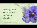Pansy; Sun or Shade? – A Quick Guide