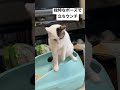 立ってウンチする猫