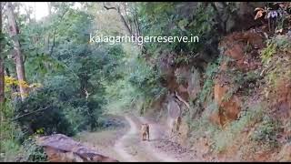 Tiger at Kalagarh Tiger Reserve