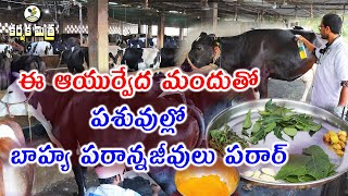 ఈ ఆయుర్వేద మందుతో డెయిరీలో దోమలు, గోమార్లు, పిడుదులకు చెక్ || ఇంటి వద్దే మందు తయారీ|| Karshaka Mitra