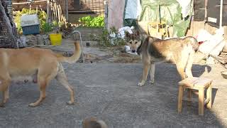 Chinese Pastoral Dog来自中国湖南的名犬：中华田园犬！它忠诚勇敢，是看家护院的好帮手。狗狗的日常记录